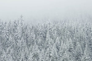 A Mind of Winter
